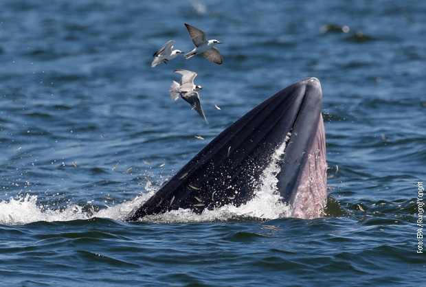 Кит ест рыбу. Синий кит ест планктон. Что едят киты. Кит питается рыбой.