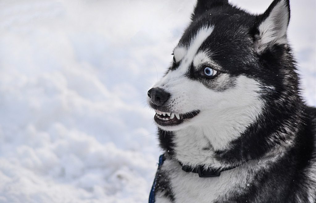 dog, angry, teeth